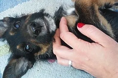 Szczeniaczki do adopcji,  mazowieckie Warszawa