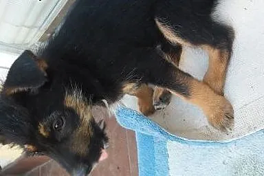 Szczeniaczki do adopcji,  mazowieckie Warszawa