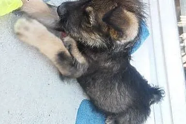 Szczeniaczki do adopcji,  mazowieckie Warszawa