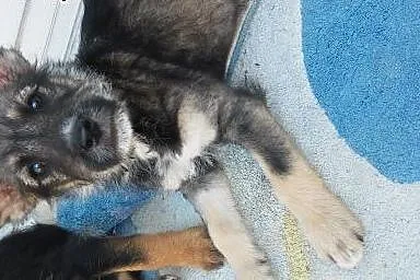Szczeniaczki do adopcji,  mazowieckie Warszawa