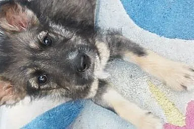 Szczeniaczki do adopcji,  mazowieckie Warszawa