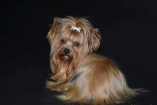 Yorkshire terrier york ocean pearl-mamy szczenięta