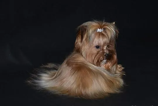 Yorkshire terrier york ocean pearl-mamy szczenięta