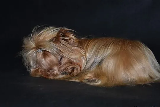 Yorkshire terrier york ocean pearl-mamy szczenięta