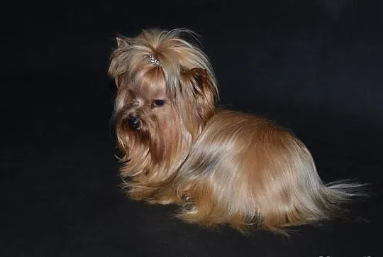 Yorkshire terrier york ocean pearl-mamy szczenięta