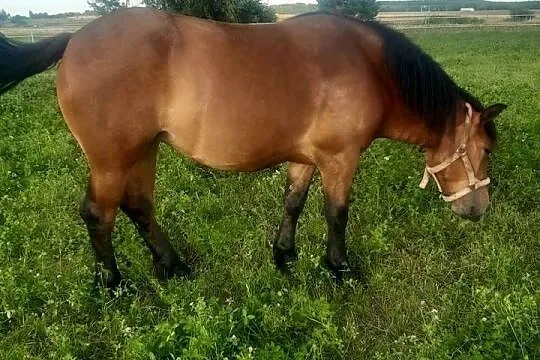 Klacz 3 letnia, Podkarpackie, Kamień