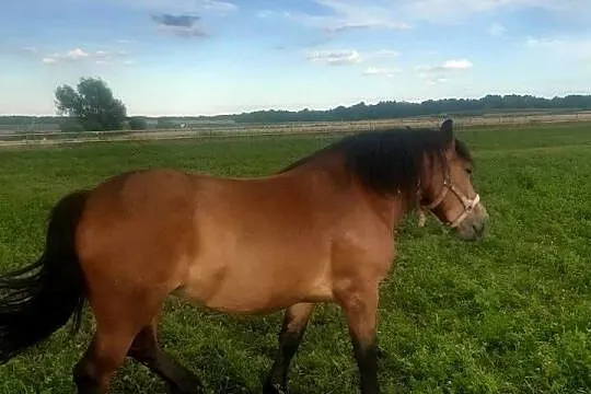Klacz 3 letnia, Podkarpackie, Kamień