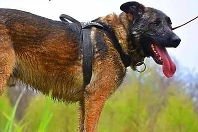 ARES - piękny, młody pies w typie owczarka belgijs