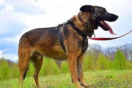 ARES - piękny, młody pies w typie owczarka belgijs