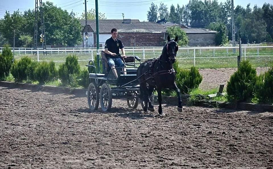 Zajeżdzanie Koni i Kucy