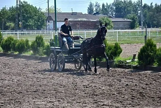 Zajeżdzanie Koni i Kucy