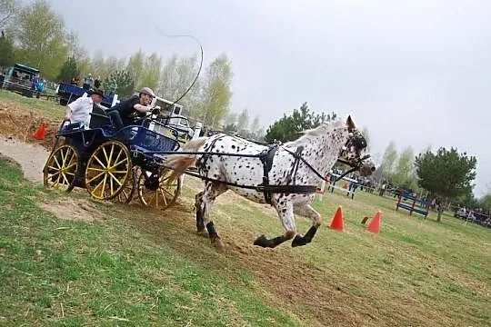 Zajeżdzanie Koni i Kucy