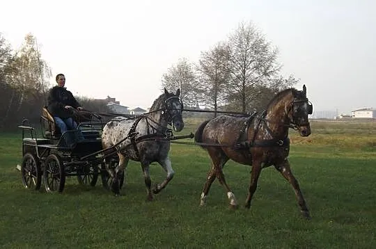Zajeżdzanie Koni i Kucy