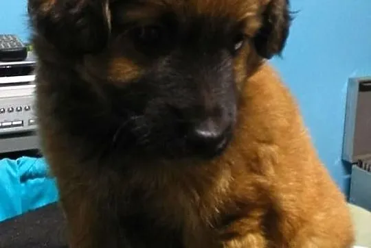 Mozart - do adopcji