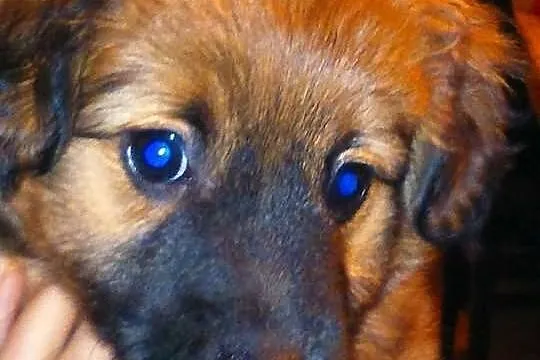 Mozart - do adopcji