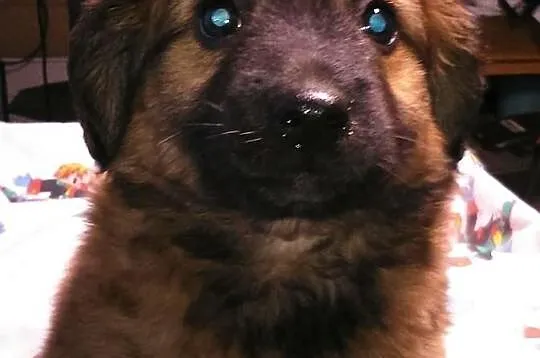 Mozart - do adopcji