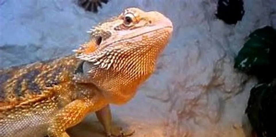 Agama Brodata, Śląskie, Bytom