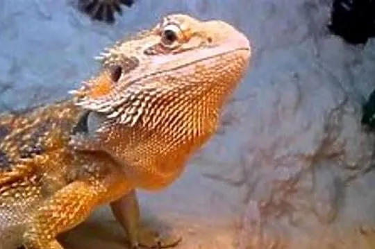 Agama Brodata, Śląskie, Bytom