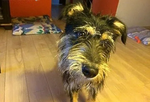 Watson - dzieciak w typie teriera szuka domu!, ma