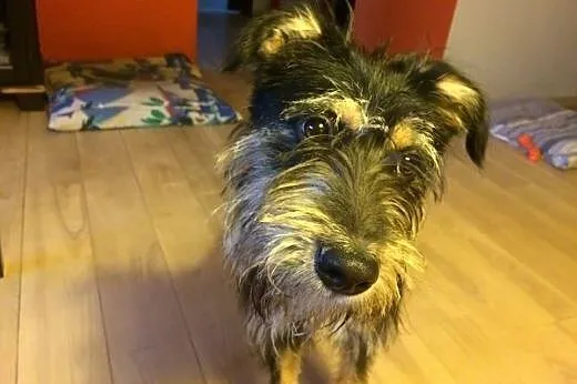 Watson - dzieciak w typie teriera szuka domu!, mazowieckie Warszawa