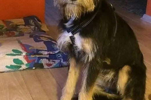 Watson - dzieciak w typie teriera szuka domu!,  ma