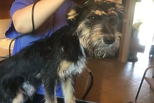 Watson - dzieciak w typie teriera szuka domu!,  ma