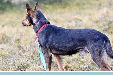 17kg,mniejszy niż doberman,pinczer mix,łagodny pie