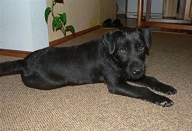 Patterdale Terrier Club of America