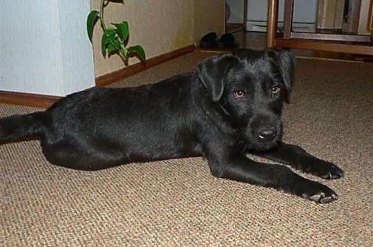 Patterdale Terrier Club of America