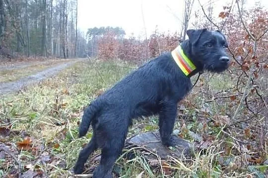 Patterdale Terrier Club of America