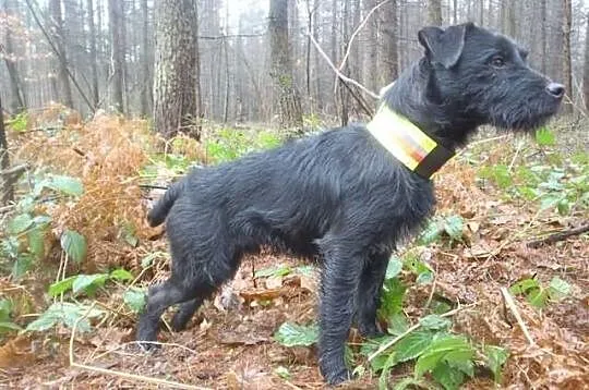 Patterdale Terrier Club of America