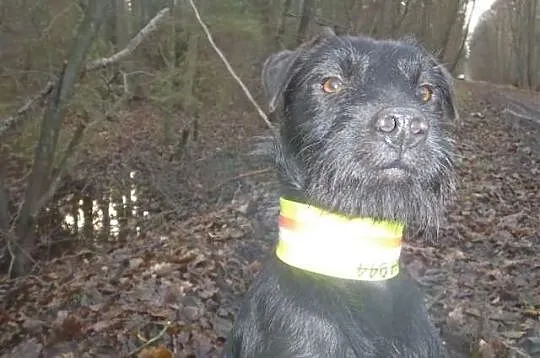 Patterdale Terrier Club of America