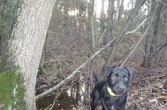 Patterdale Terrier Club of America