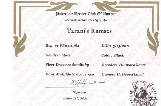 Patterdale Terrier Club of America
