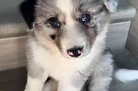 Pies border collie