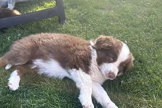Pies border collie, Podkarpackie, Jasło