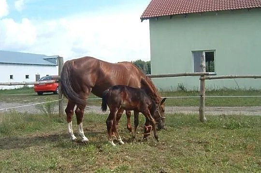 Sprzedam odsadka