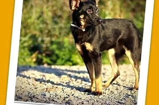 SANA-cudowna 6mies.suczka,szczeniak,wesoła, kontaktowa.ADOPCJA