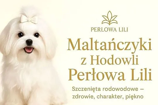 Maltańczyk - nauczony czystości, gotowy do odbioru!, Wielkopolskie, Gniezno