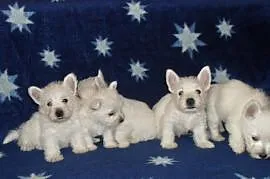 West Highland White Terrier, Tuchów