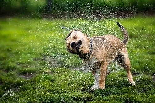 BAŚCIK - zabawny gość co Człowieka nie ma dość!,  