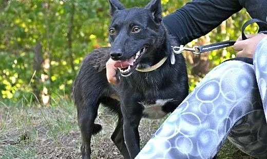 Romeo - śliczny, malutki i drobniutki piesek czeka