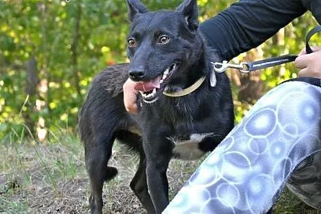 Romeo - śliczny, malutki i drobniutki piesek czeka