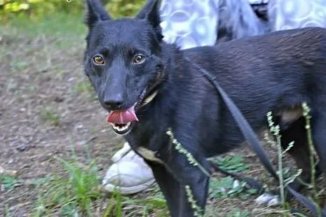 Romeo - śliczny, malutki i drobniutki piesek czeka
