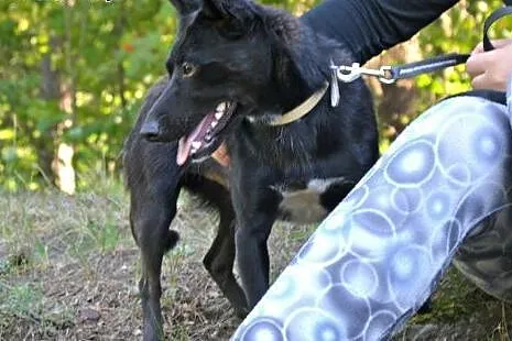 Romeo - śliczny, malutki i drobniutki piesek czeka