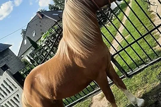 Sprzedam ogierka Rasa koń Mały, , Brzeziny