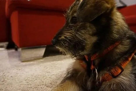 ELCIA - adoptuj małą psię, co właśnie Ciebie chce!