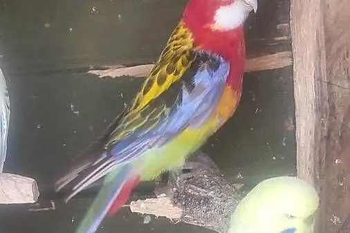 Rozella białolica, Małopolskie, Wieliczka