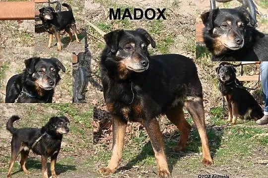 Spokojny MADOX prosi o nowy domek
