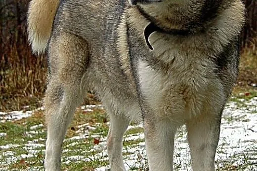 Szagi - psiak w typie alaskan malamut czeka na koc